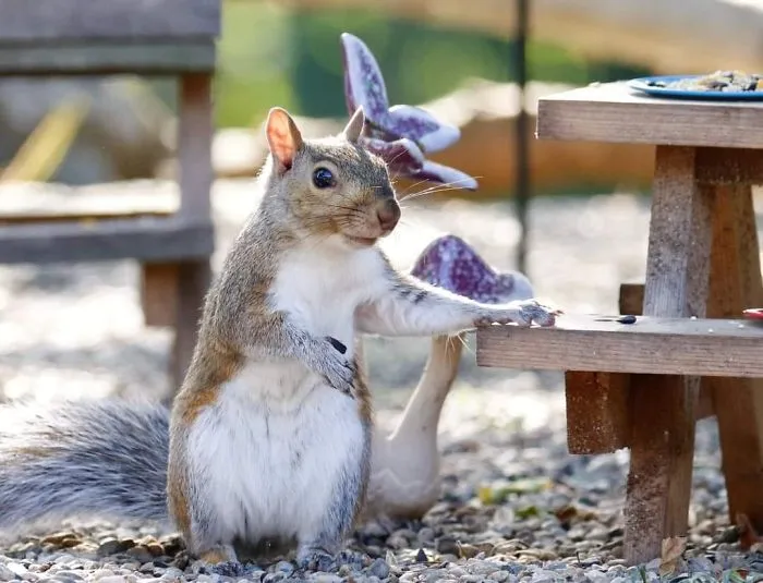 He construido una cafetería diminuta en mi jardín, estas son 30 fotos de los visitantes