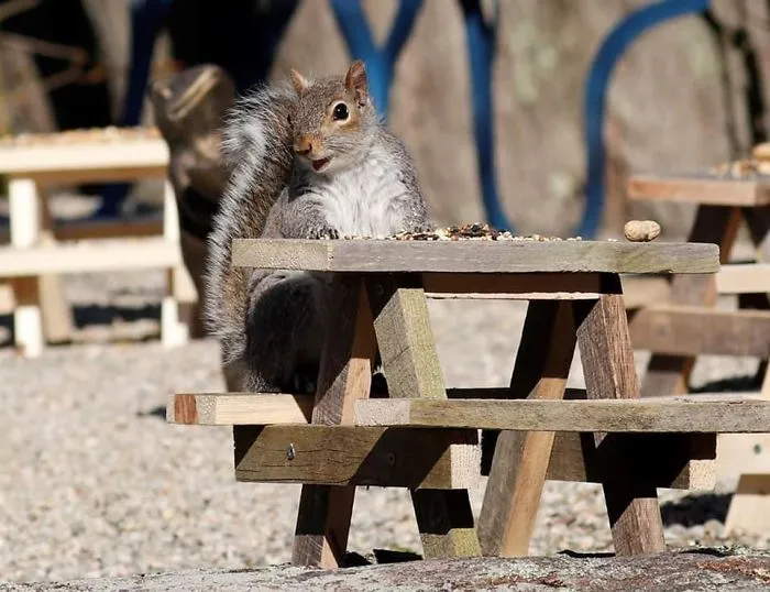 He construido una cafetería diminuta en mi jardín, estas son 30 fotos de los visitantes