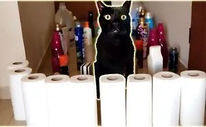 The Black Cat Challenge