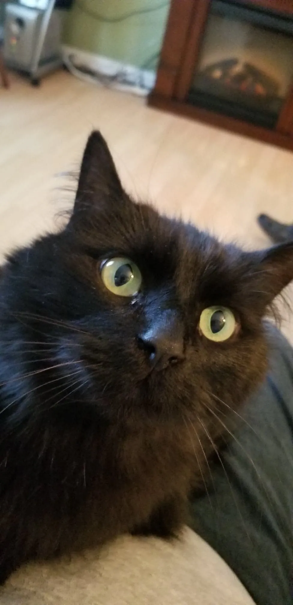 My Baby "Sootie"