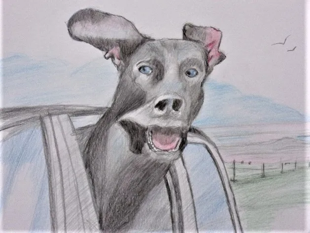 Inspired By Dogs Riding In Cars
