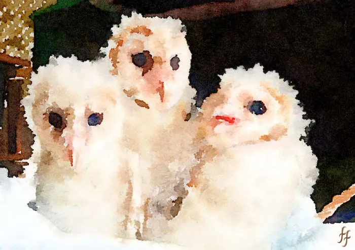 Cute Little Hooters