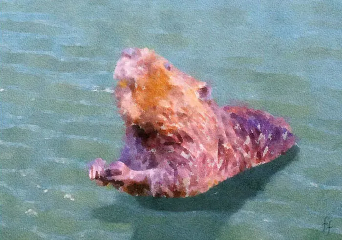 Dripping Wet Beaver, Desperate For Wood