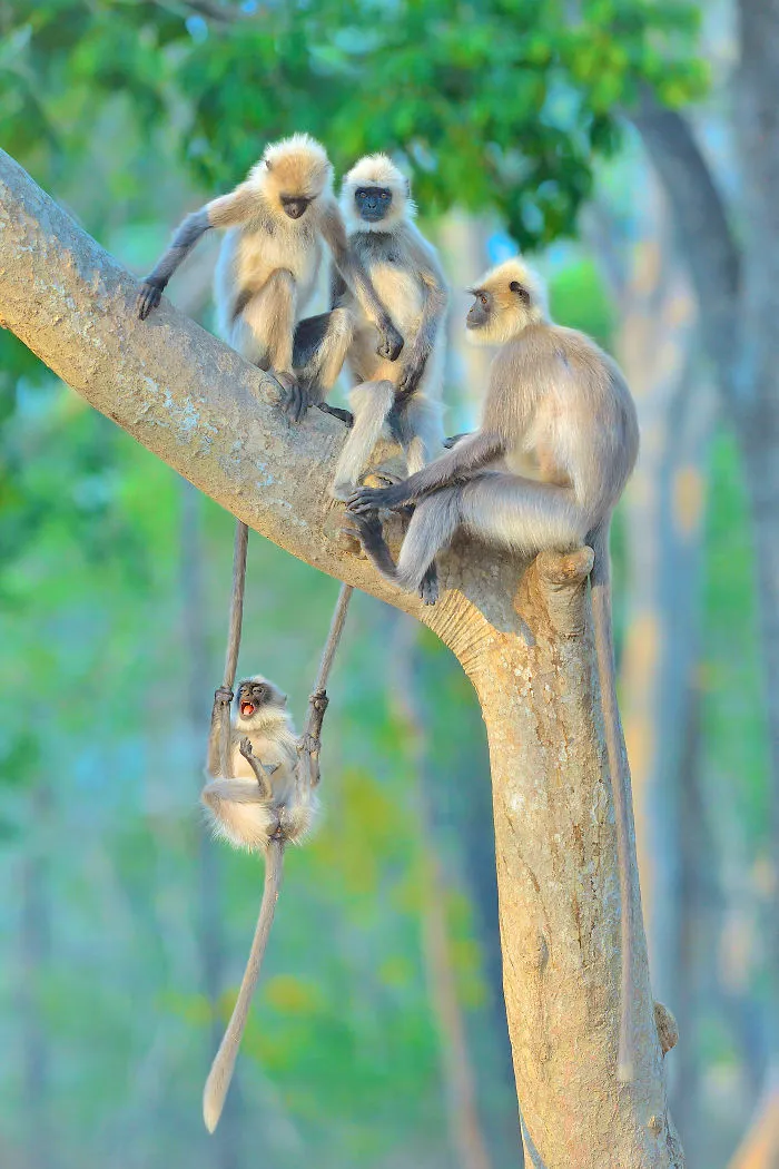 Han sido anunciados los finalistas de los Premios de fotografía Comedy Wildlife 2020 y te harán reír mucho