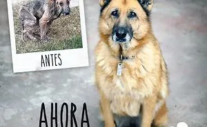 30 Before And After Photos Of Abandoned Dogs That Were Given A Second Chance At Life By This Organization