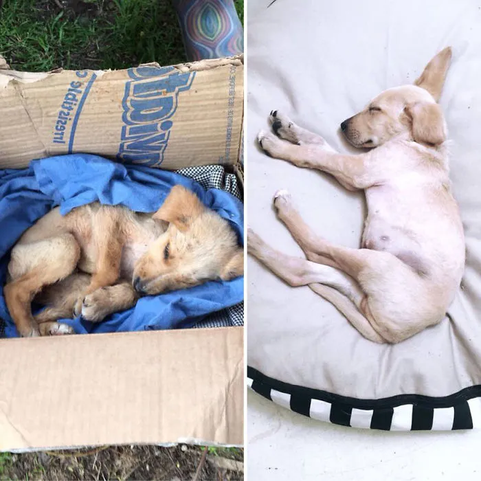 30 Before And After Photos Of Abandoned Dogs That Were Given A Second Chance At Life By This Organization