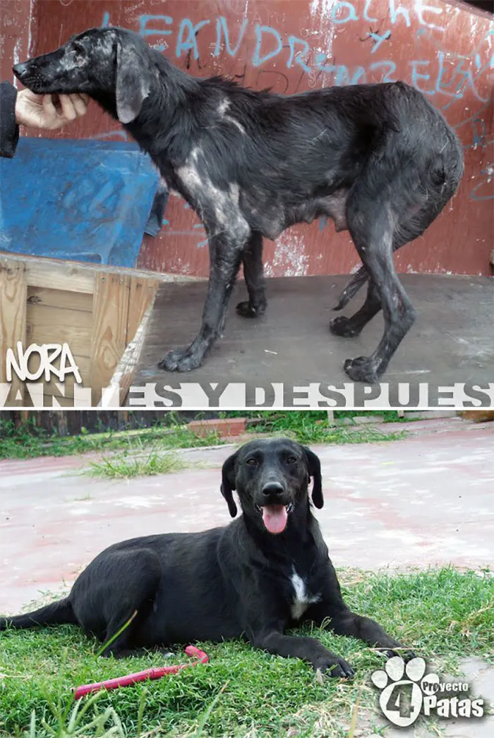 30 Before And After Photos Of Abandoned Dogs That Were Given A Second Chance At Life By This Organization
