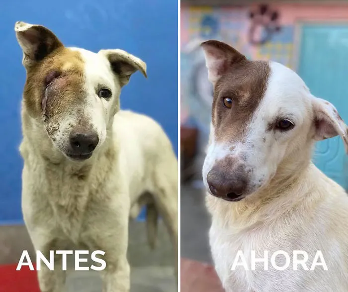 30 Before And After Photos Of Abandoned Dogs That Were Given A Second Chance At Life By This Organization