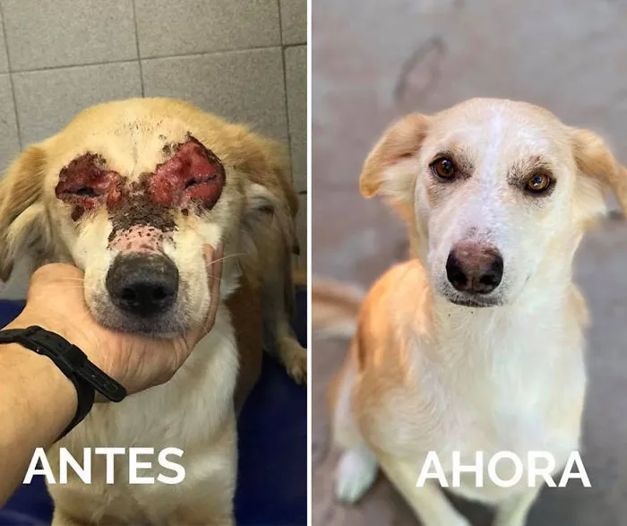 30 Before And After Photos Of Abandoned Dogs That Were Given A Second Chance At Life By This Organization