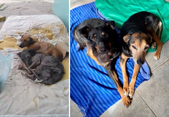 30 Before And After Photos Of Abandoned Dogs That Were Given A Second Chance At Life By This Organization