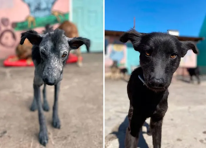 30 Before And After Photos Of Abandoned Dogs That Were Given A Second Chance At Life By This Organization