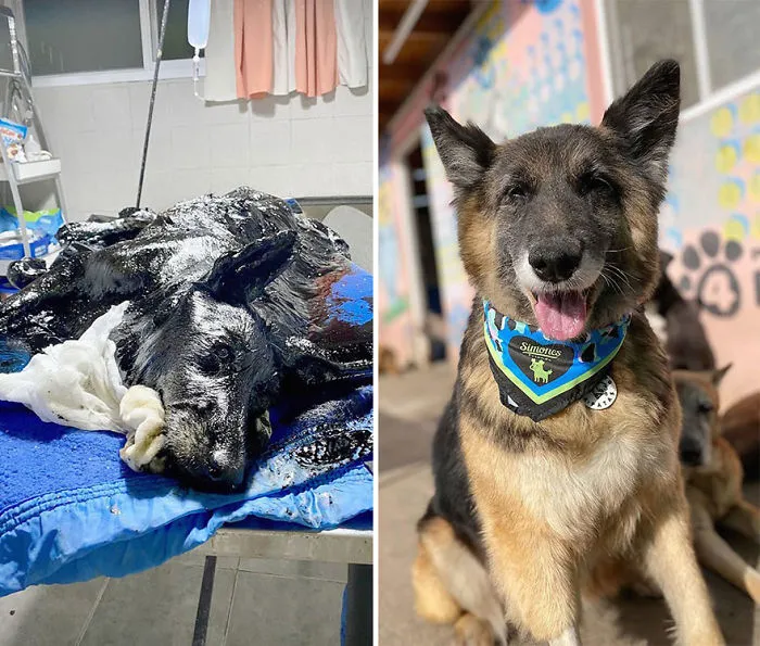 30 Before And After Photos Of Abandoned Dogs That Were Given A Second Chance At Life By This Organization