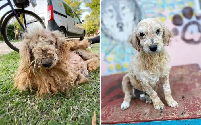30 Before And After Photos Of Abandoned Dogs That Were Given A Second Chance At Life By This Organization