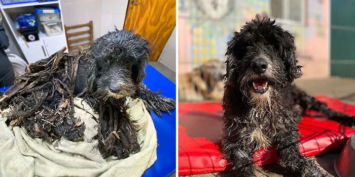 30 Before And After Photos Of Abandoned Dogs That Were Given A Second Chance At Life By This Organization