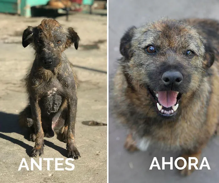 30 Before And After Photos Of Abandoned Dogs That Were Given A Second Chance At Life By This Organization