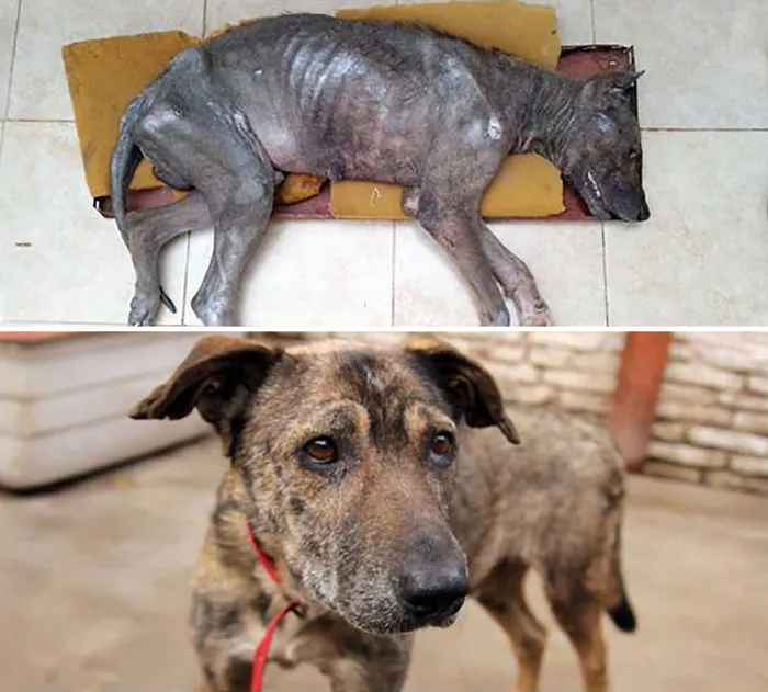 30 Before And After Photos Of Abandoned Dogs That Were Given A Second Chance At Life By This Organization