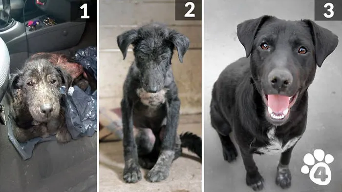 30 Before And After Photos Of Abandoned Dogs That Were Given A Second Chance At Life By This Organization