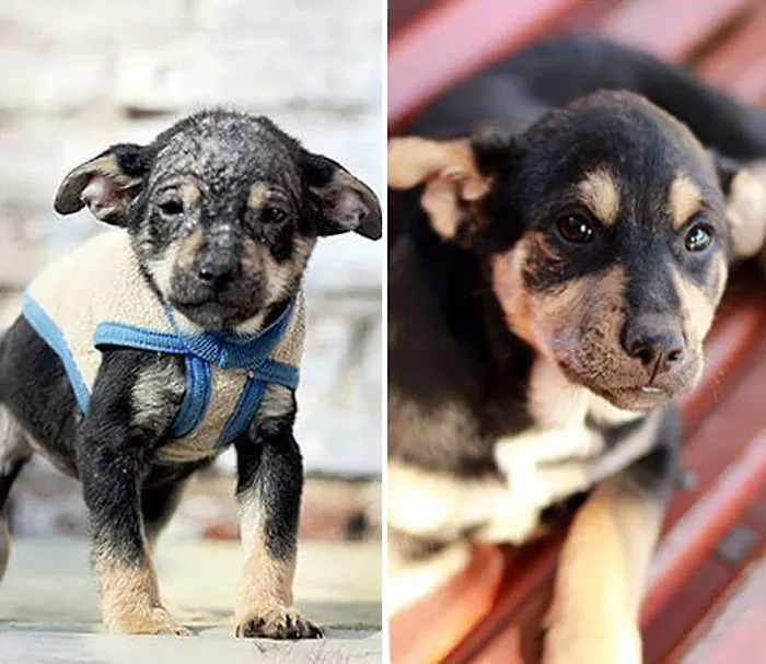 30 Before And After Photos Of Abandoned Dogs That Were Given A Second Chance At Life By This Organization