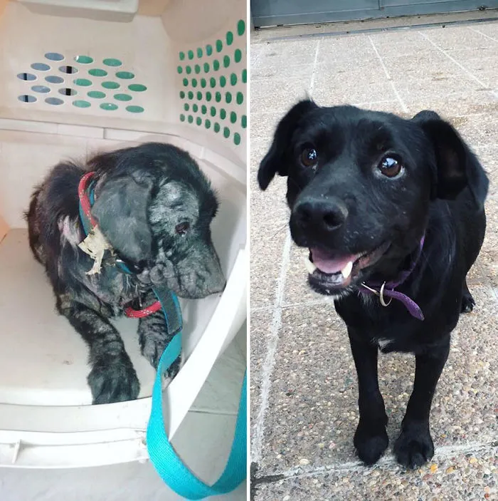 30 Before And After Photos Of Abandoned Dogs That Were Given A Second Chance At Life By This Organization