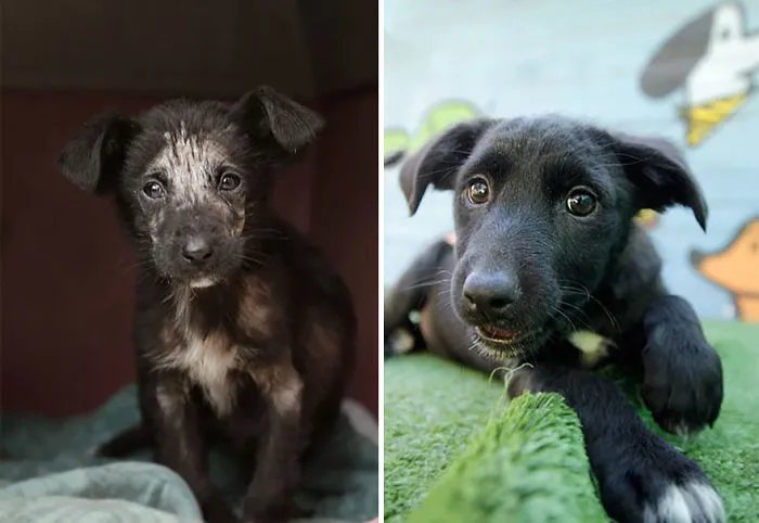30 Before And After Photos Of Abandoned Dogs That Were Given A Second Chance At Life By This Organization