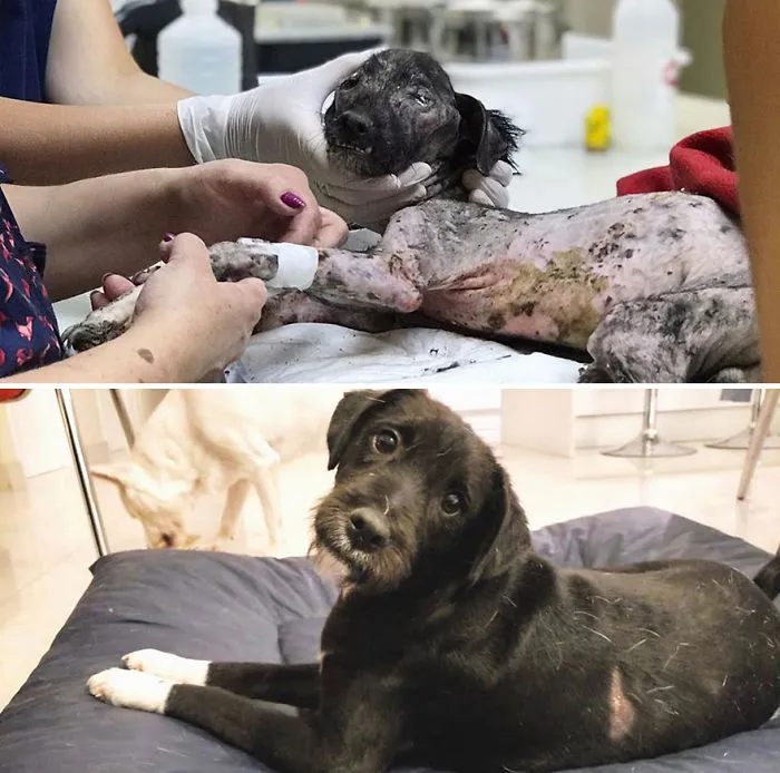30 Before And After Photos Of Abandoned Dogs That Were Given A Second Chance At Life By This Organization