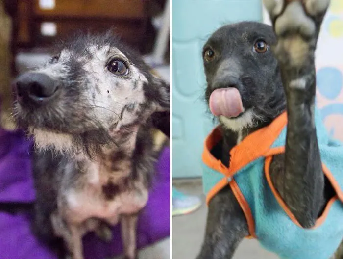 30 Before And After Photos Of Abandoned Dogs That Were Given A Second Chance At Life By This Organization