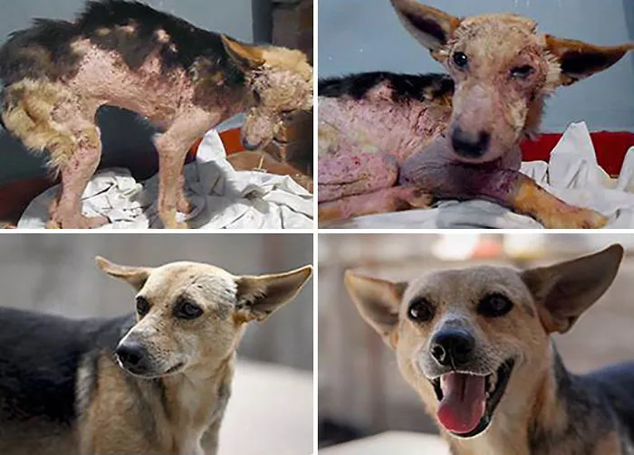30 Before And After Photos Of Abandoned Dogs That Were Given A Second Chance At Life By This Organization