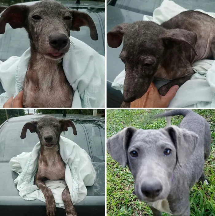 This Argentine Ngo Is Giving Abandoned Animals A Second Life