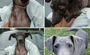 30 Before And After Photos Of Abandoned Dogs That Were Given A Second Chance At Life By This Organization