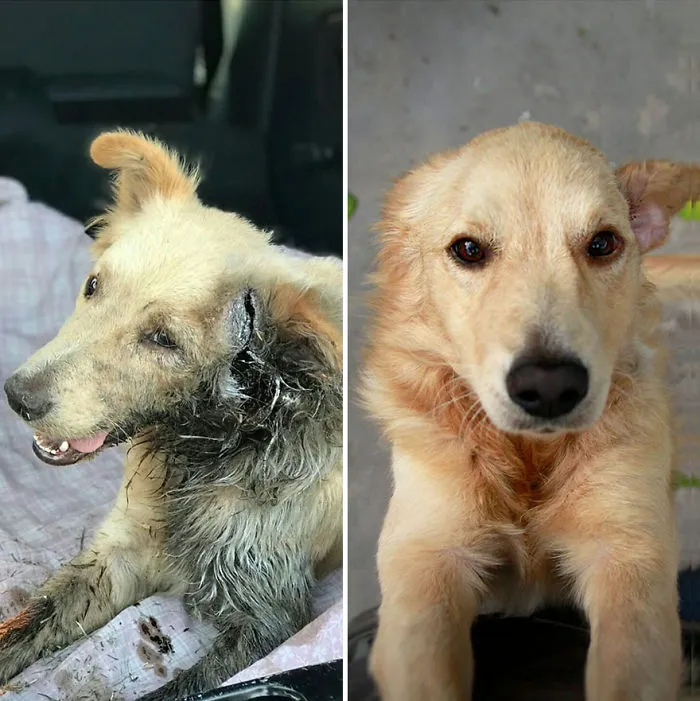 30 Before And After Photos Of Abandoned Dogs That Were Given A Second Chance At Life By This Organization