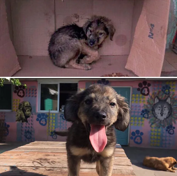 30 Before And After Photos Of Abandoned Dogs That Were Given A Second Chance At Life By This Organization