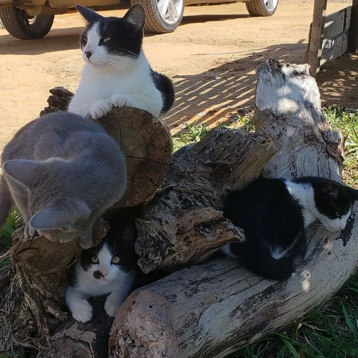 Mailman Takes Selfies With Every Animal That He Befriends While On His Job (30 Pics)