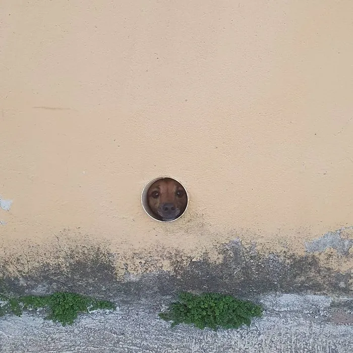 Este cartero se hace selfies con todos los animales que conoce mientras trabaja (30 fotos)