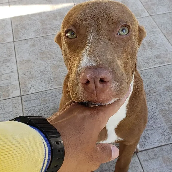 Mailman Takes Selfies With Every Animal That He Befriends While On His Job (30 Pics)