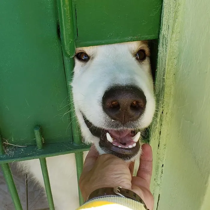 Este cartero se hace selfies con todos los animales que conoce mientras trabaja (30 fotos)