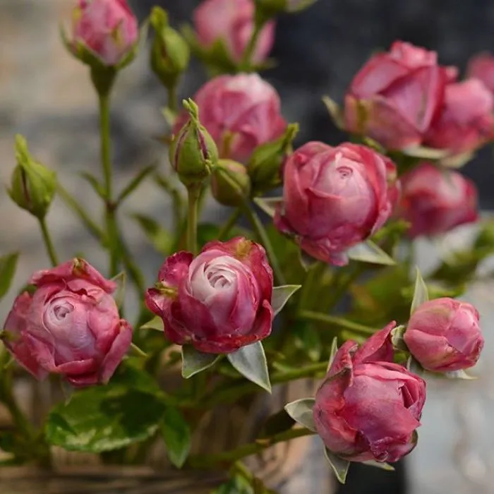Woman Works As Hydraulics Engineer, But Leaves For Maternity Leave And Starts Making Realistic Porcelain Flowers