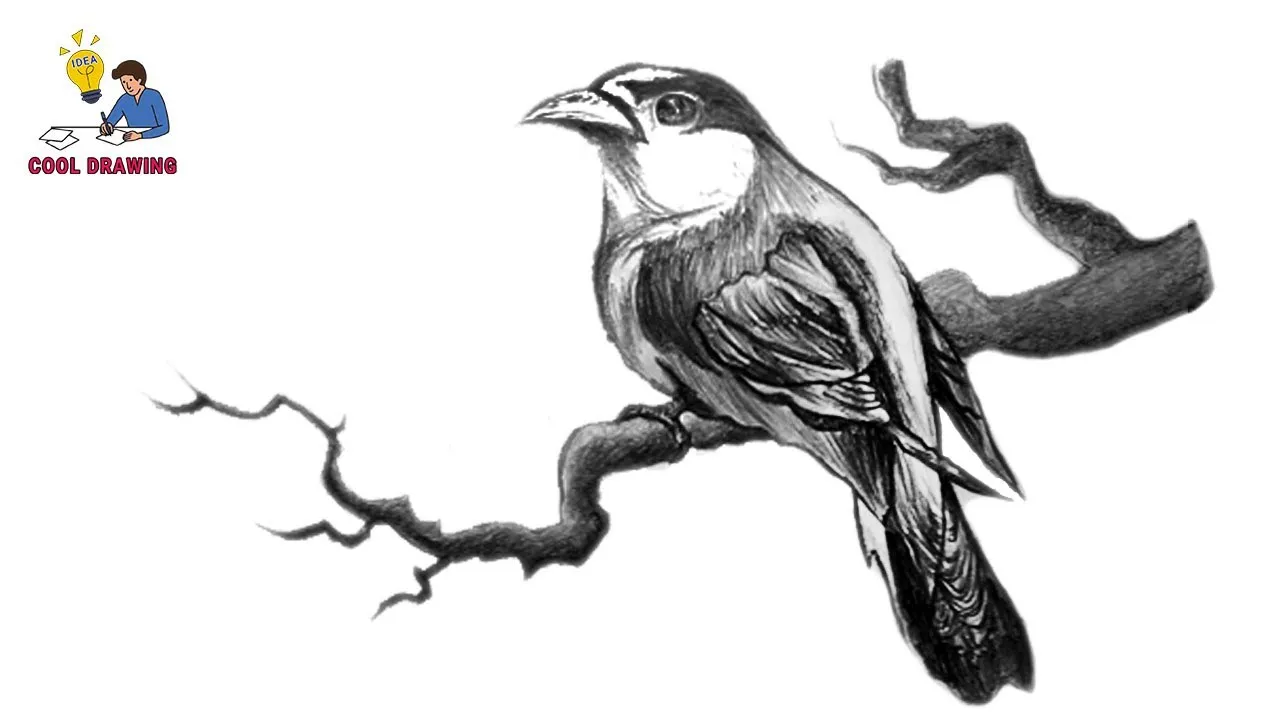 Pencil Sketch Drawing