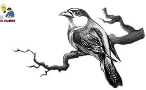 Pencil Sketch Drawing