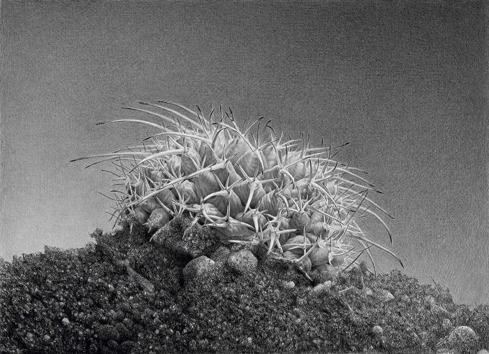 Wide (14 x 20, Graphite On Paper, 2002)