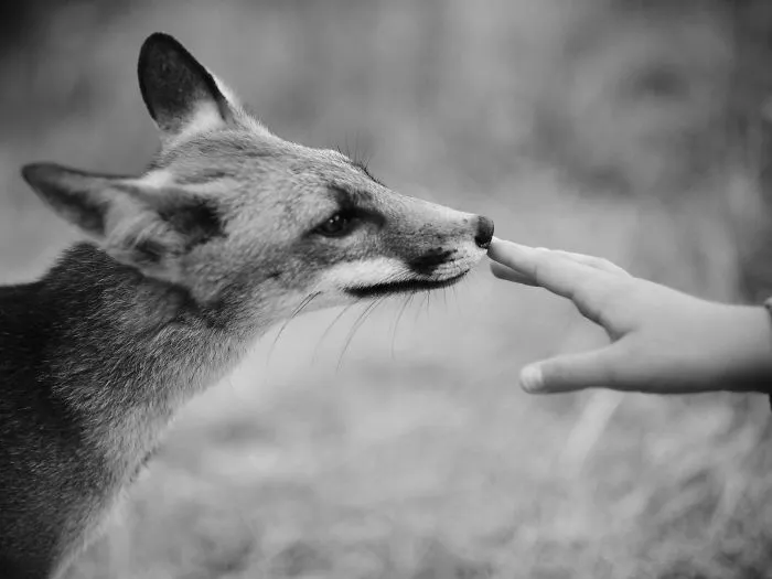 My Daughter And The Curious Fox