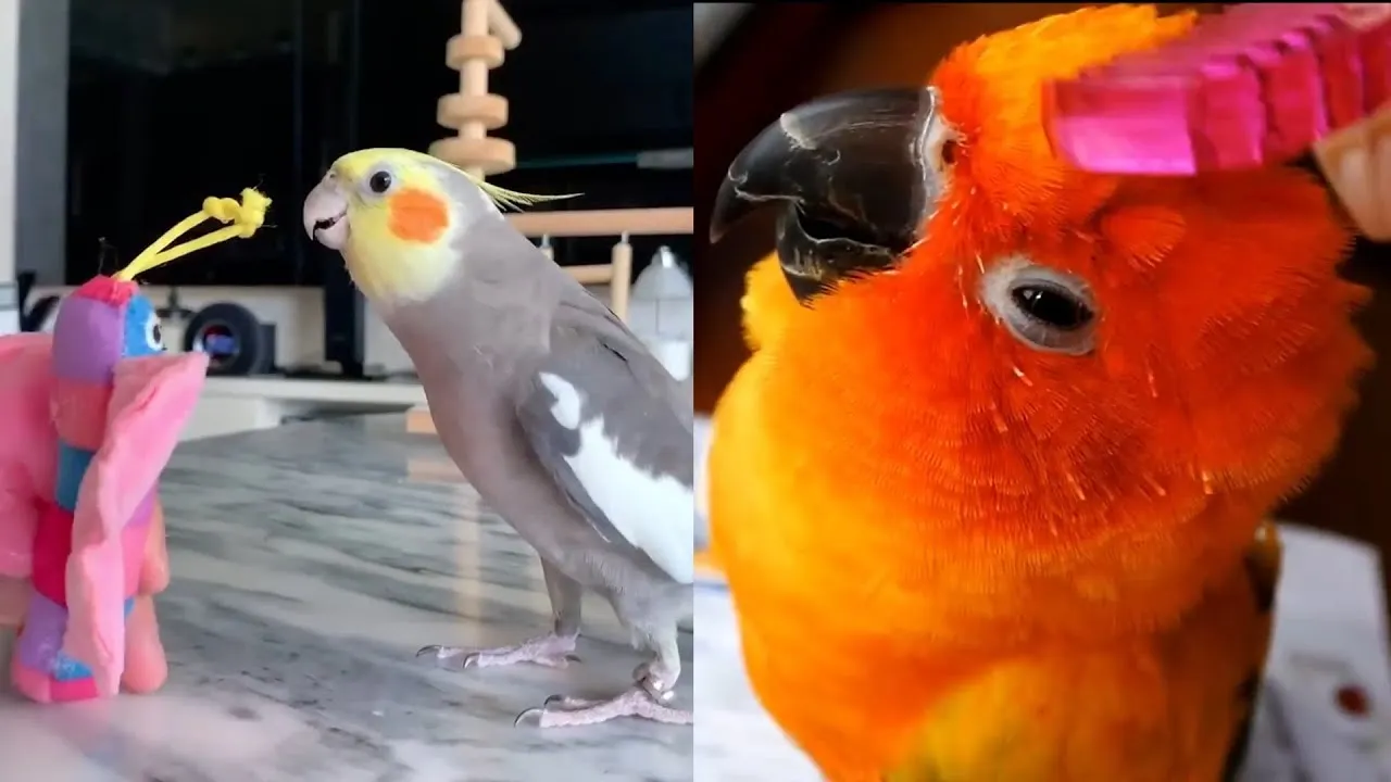 Funny Parrots Doing Funny Stuff
