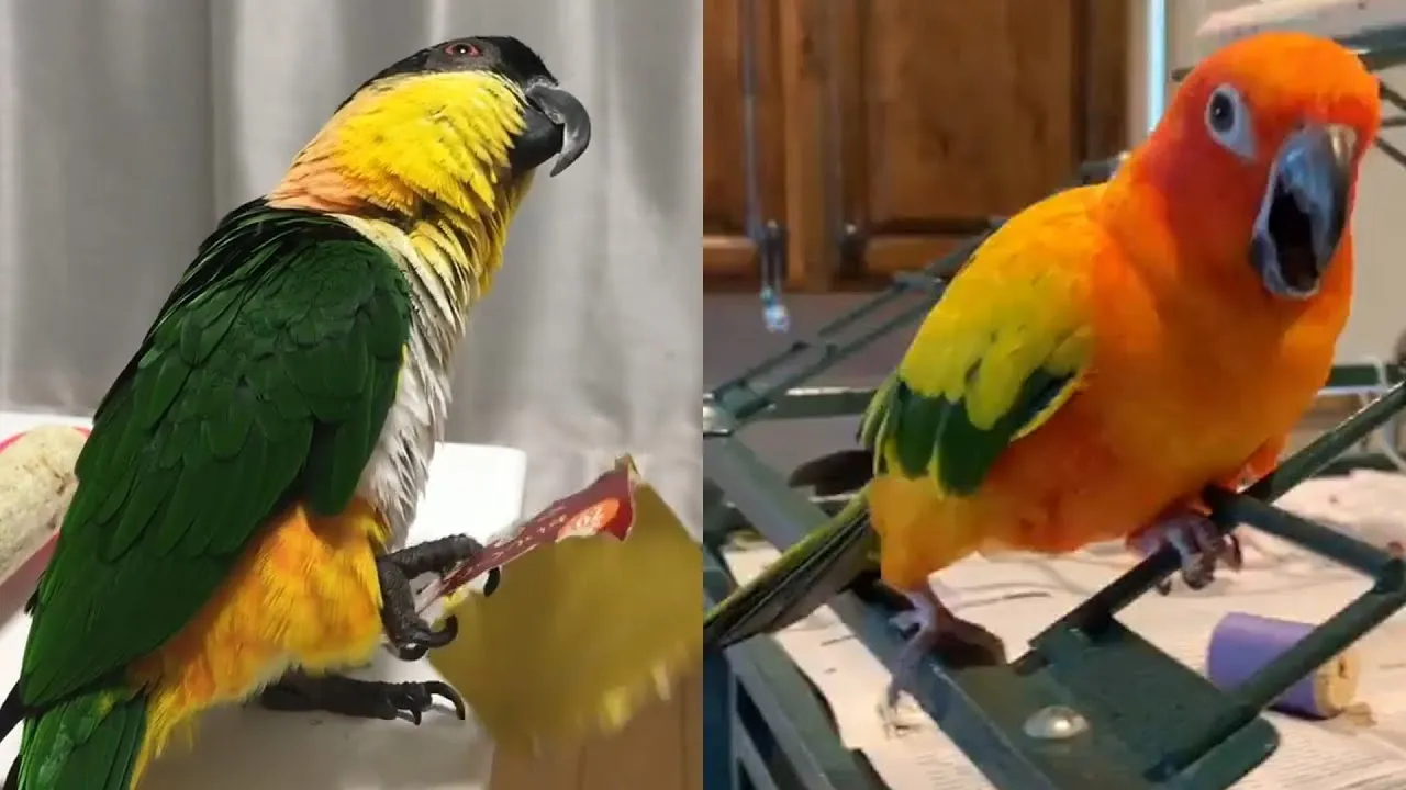Funny Parrots Going Crazy
