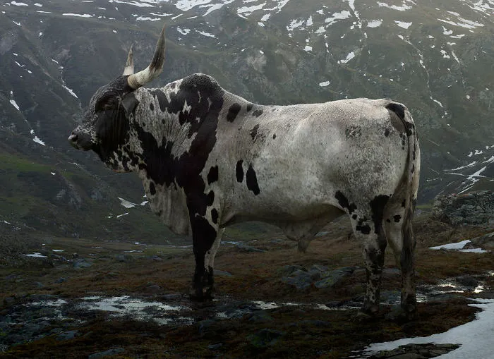 37 Surreal And Magical Animal Images By Simen Johan