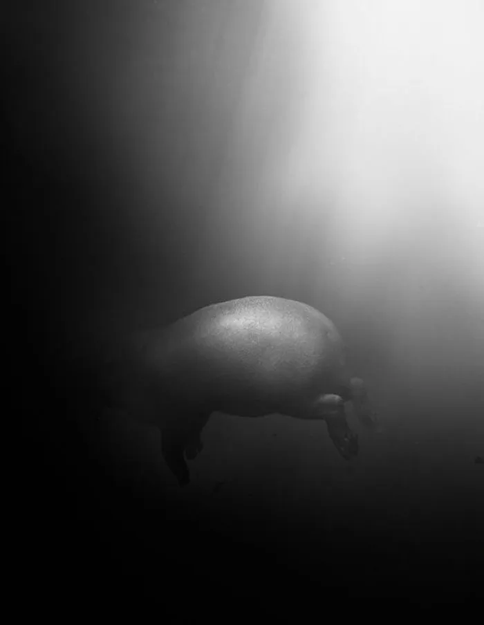 37 Surreal And Magical Animal Images By Simen Johan