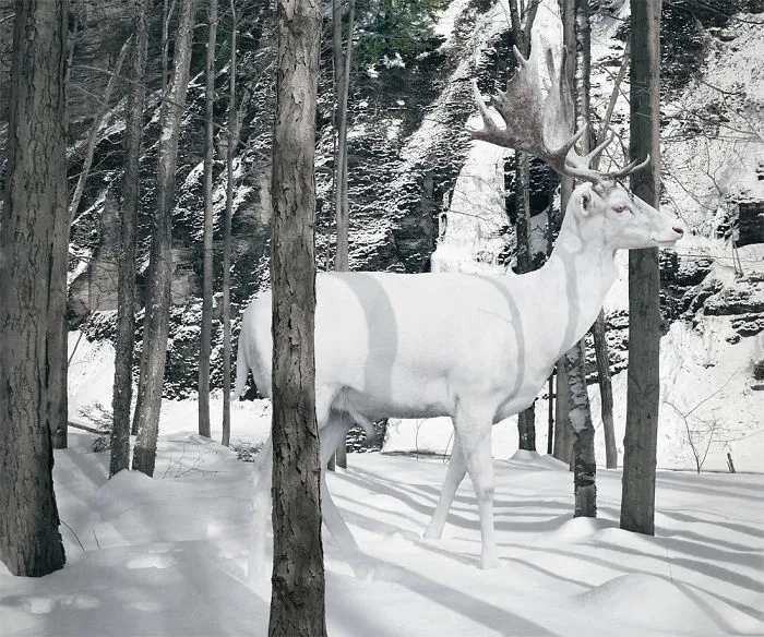 37 Surreal And Magical Animal Images By Simen Johan