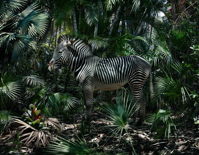 37 Surreal And Magical Animal Images By Simen Johan