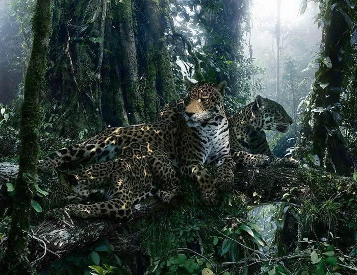 37 Surreal And Magical Animal Images By Simen Johan