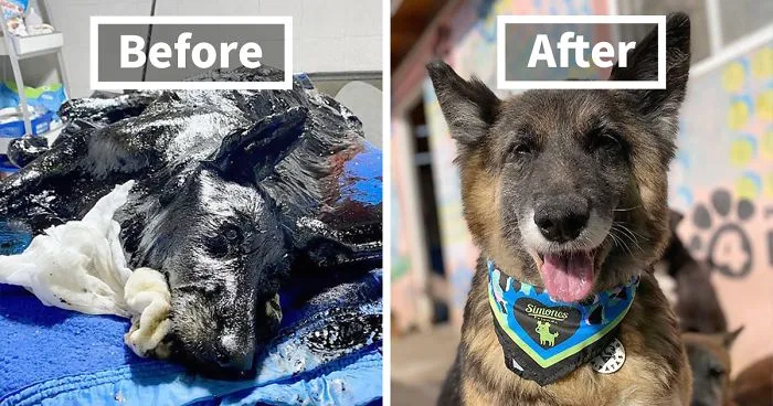 30 Before And After Photos Of Abandoned Dogs That Were Given A Second Chance At Life By This Organization