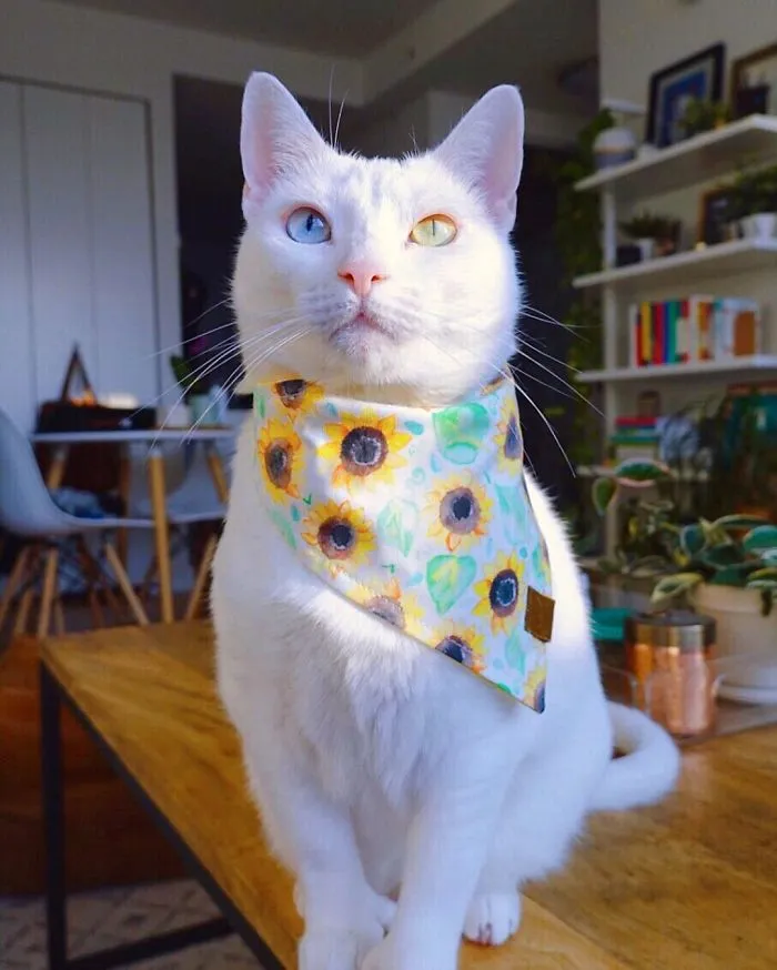 Cat With Heterochromia And Extra Toes Was Neglected And Abandoned By Previous Owners, Now Is An Instagram Star (30 Pics)
