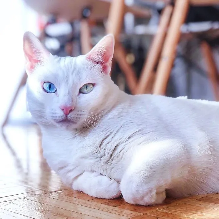 Cat With Heterochromia And Extra Toes Was Neglected And Abandoned By Previous Owners, Now Is An Instagram Star (30 Pics)
